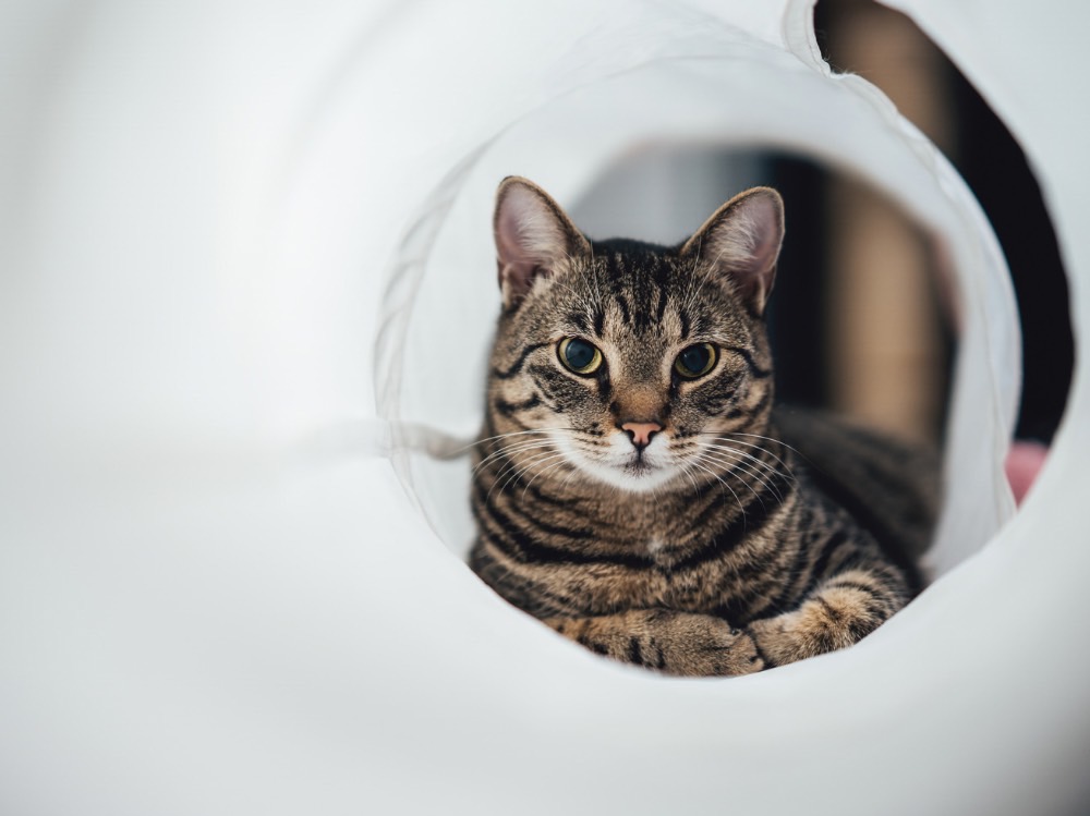 猫のトンネル