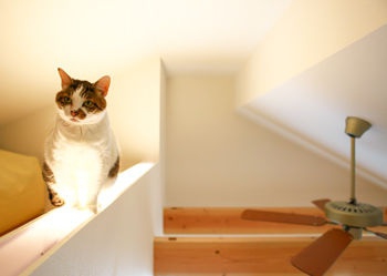 ロフト 株式会社ホームライフの施工事例 ひとつながりの開放的な空間で子どもも猫たちものびのび暮らせる平屋