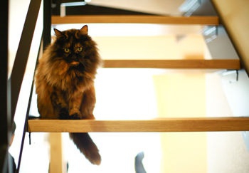 階段 株式会社ホームライフの施工事例 ひとつながりの開放的な空間で子どもも猫たちものびのび暮らせる平屋
