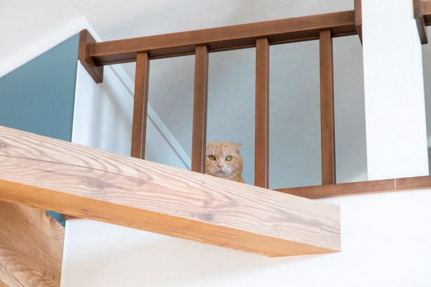 ロフトも猫ちゃんスペースに セナリオハウス（広島建設株式会社）の施工事例 【猫と暮らす】愛猫もお気に入りの2階リビング