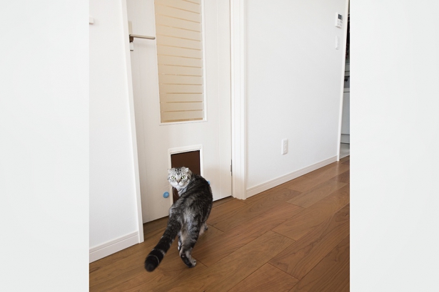 猫たちがリビングとペット室の行き来が自由にできるよう、リビングのドアにはペットドアを設けました。 セナリオハウス（広島建設株式会社）の施工事例 猫と暮らす。快適な住まい。