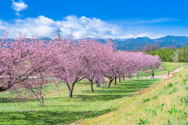 春を満喫、坂戸の桜「坂戸にっさい桜まつり」